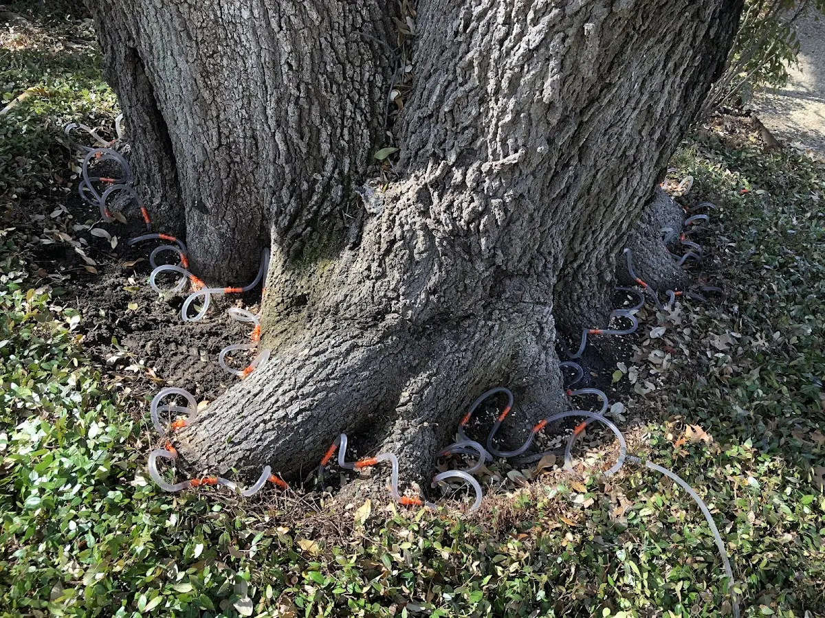 Detailed Tree Cabling and Bracing job site in Mowrystown