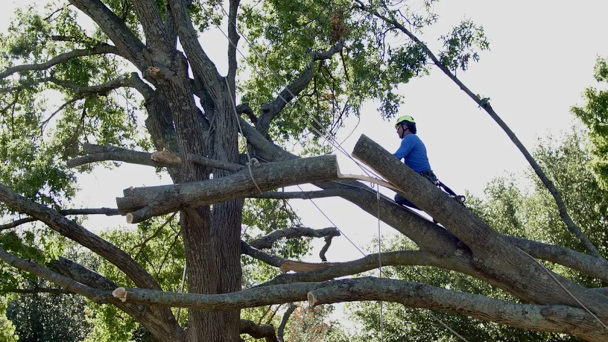 Professional Crown Thinning performed by certified arborists in Mowrystown