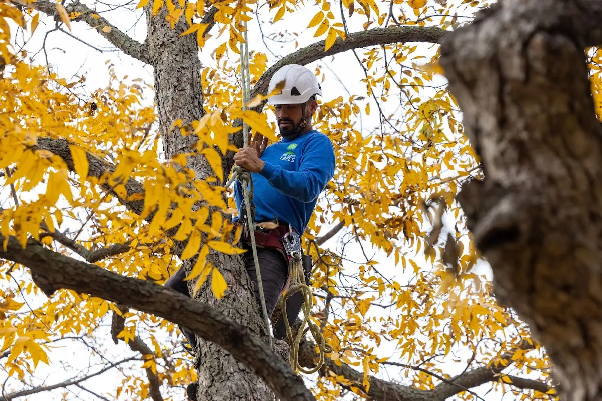 Skilled Tree Trimming crew working in Mowrystown